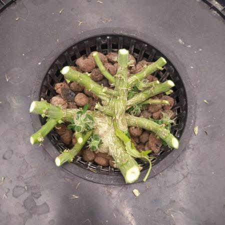 DWC Fast Buds Banana Purple Punch Auto