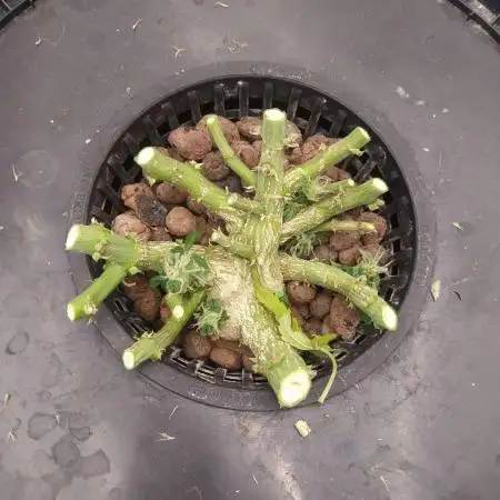 DWC Fast Buds Banana Purple Punch Auto