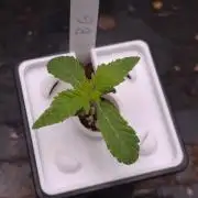 Blueberry Gasoline