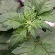 Durban Poison