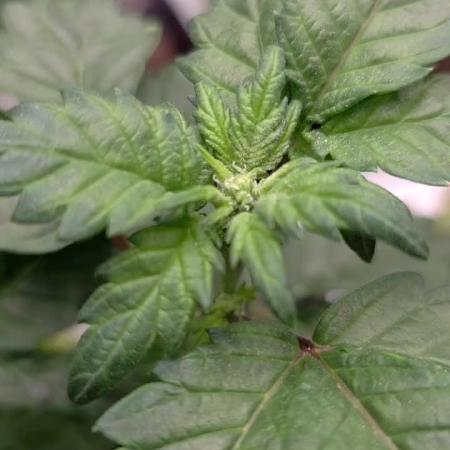 Durban Poison