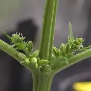 💩 pheno hunt 2