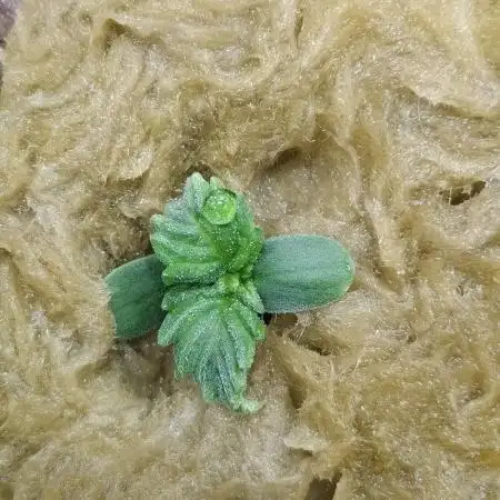 DWC Fast Buds Banana Purple Punch Auto