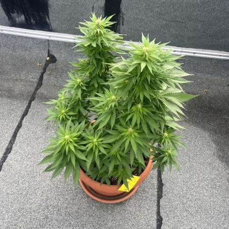 Blue Mystic Dachterrasse 2025