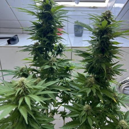 Blue Mystic Dachterrasse 2025