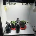 Sus SeedSupplier Test Wild Thai Auto