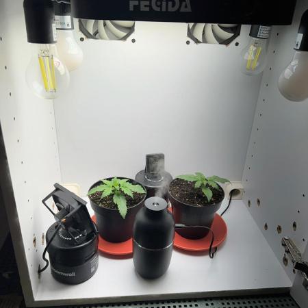 Sus SeedSupplier Test Wild Thai Auto