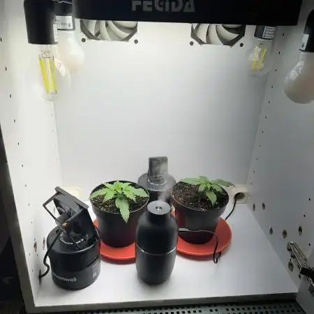 Sus SeedSupplier Test Wild Thai Auto