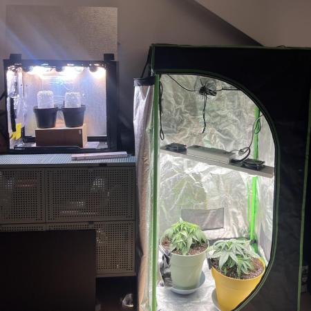 Speedy Chile Mini PC Grow