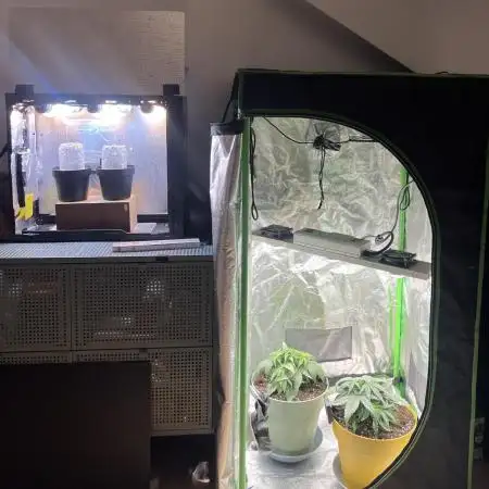 Speedy Chile Mini PC Grow
