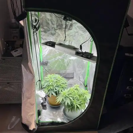 Speedy Chile Mini PC Grow