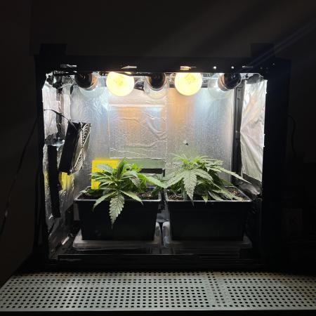 Speedy Chile Mini PC Grow