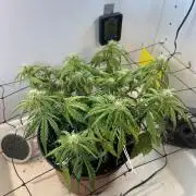 Sus SeedSupplier Test Wild Thai Auto