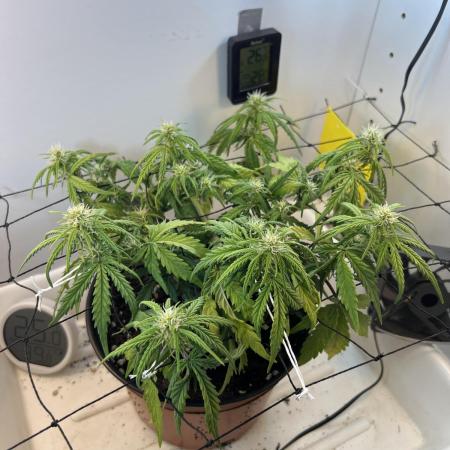 Sus SeedSupplier Test Wild Thai Auto