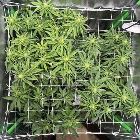 Speedy Chile Mini PC Grow