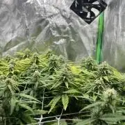 Speedy Chile Mini PC Grow