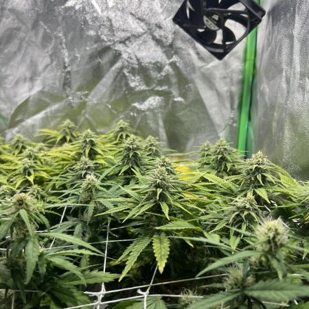 Speedy Chile Mini PC Grow