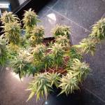 Blackberry Gum Auto