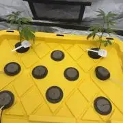 Copycat genetics Queen & Blueberry Blitz