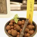 Barney's Farm Vs Seedsman in Aeroponics
