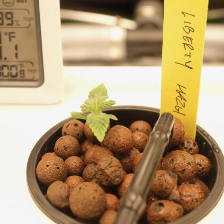 Barney's Farm Vs Seedsman in Aeroponics