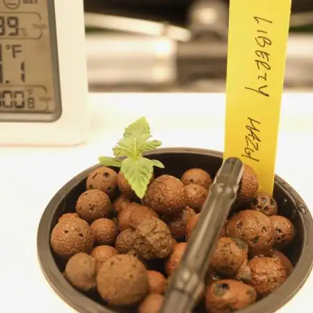 Barney's Farm Vs Seedsman in Aeroponics