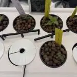 Barney's Farm Vs Seedsman in Aeroponics