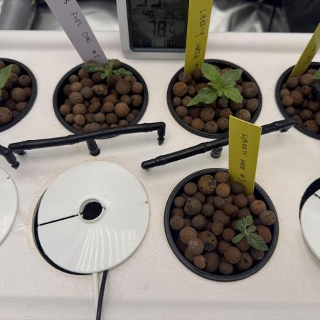 Barney's Farm Vs Seedsman in Aeroponics