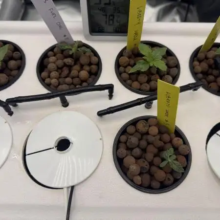 Barney's Farm Vs Seedsman in Aeroponics