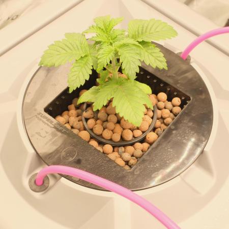 Aeroponics Barney's Farm Vs Seedsman