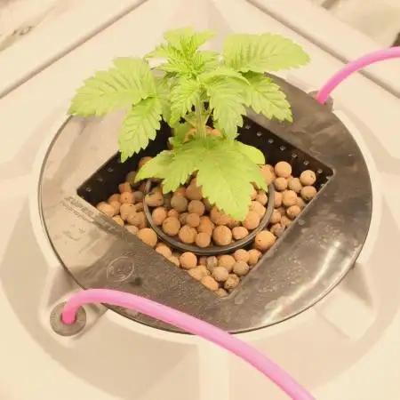 Aeroponics Barney's Farm Vs Seedsman