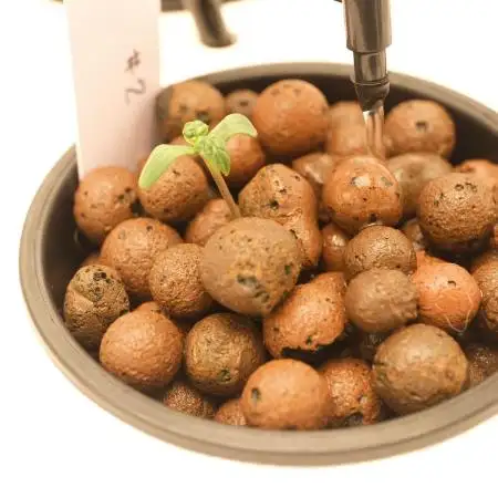Seed to Harvest Alien Aeroponics