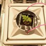 Aeroponics Barney's Farm Vs Seedsman