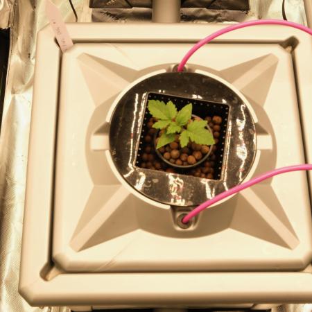 Aeroponics Barney's Farm Vs Seedsman