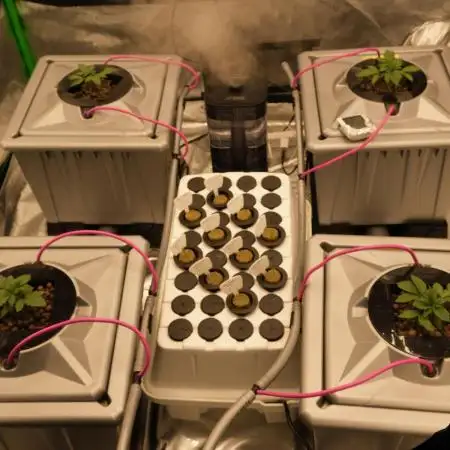 Alien Aeroponics with Robinhood Seeds