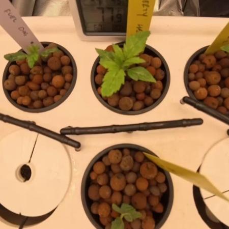 Barney's Farm Vs Seedsman in Aeroponics