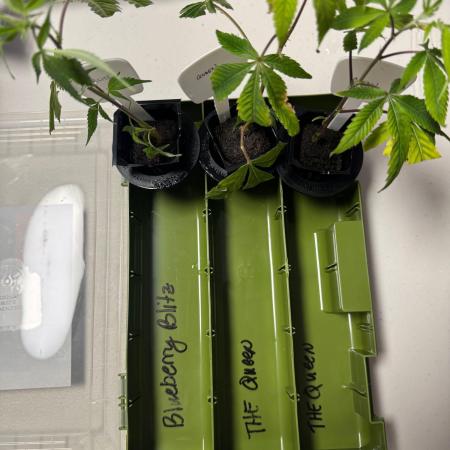 Copycat genetics Queen & Blueberry Blitz