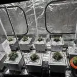 Alien Aeroponics with Robinhood Seeds