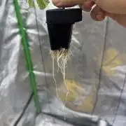 Copycat genetics Queen & Blueberry Blitz