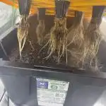 Alien Aeroponics with Robinhood Seeds