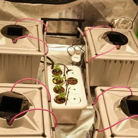 Barney's Farm Vs Seedsman in Aeroponics