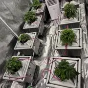 Alien Aeroponics with Robinhood Seeds