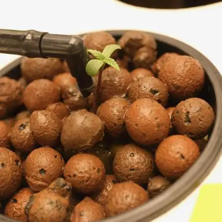 Seed to Harvest Alien Aeroponics
