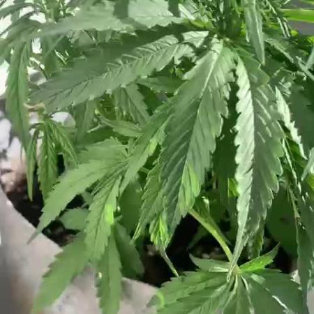 Sweetseeds permanent jealousy xl auto