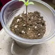 My first grow 2x Northern Lights