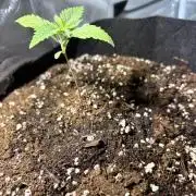 First Grow - Northern Lights