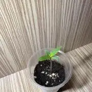 First Grow - Northern Lights