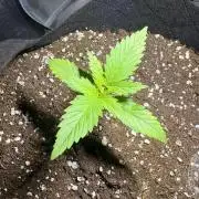 First Grow - Northern Lights