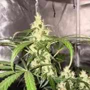 First Grow - Northern Lights