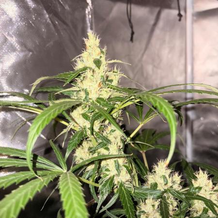 First Grow - Northern Lights